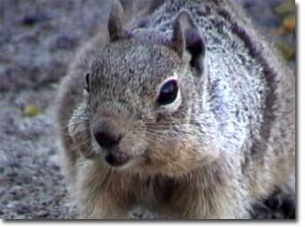 Rock Squirrel - Spermophilus variegatus