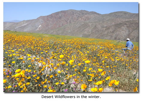 Anza Borrego wildflowers