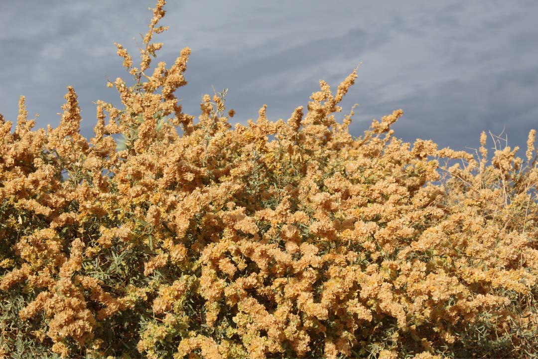 Saltbush