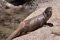 River Otter