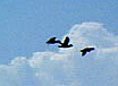 Seasonal Migration