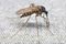 Mosquito
