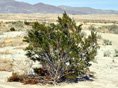 Creosote Bush