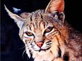 Bobcat