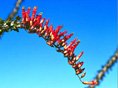 Ocotillo