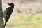 Woodpecker