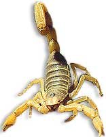 Scorpion