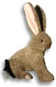 Jack Rabbit