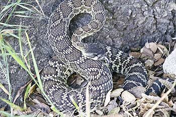 Southern Pacific Rattlesnake