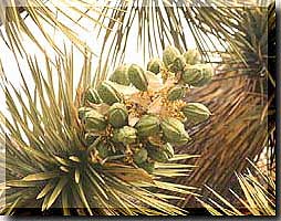 Joshua Tree  fruit