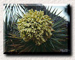 Joshua Tree bloom