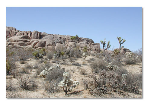 Joshua Tree