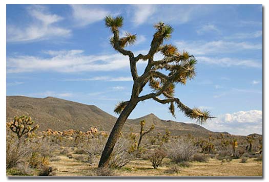 Joshua Tree 