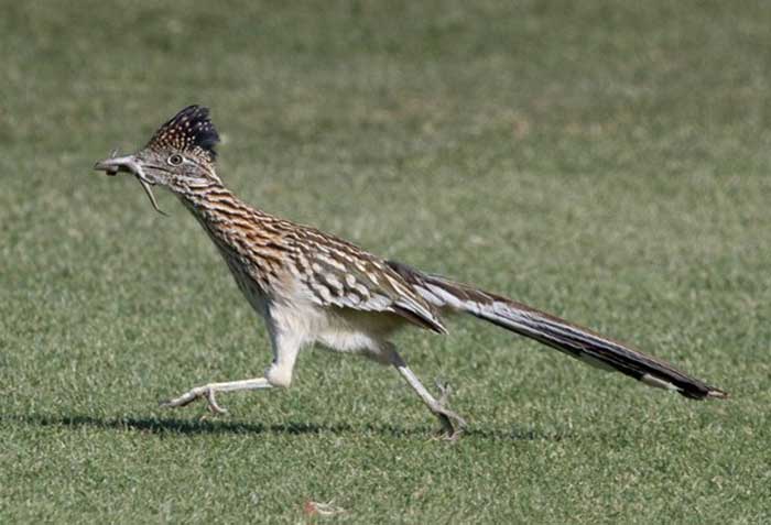 Roadrunner Bird Geococcyx Californianus Desertusa